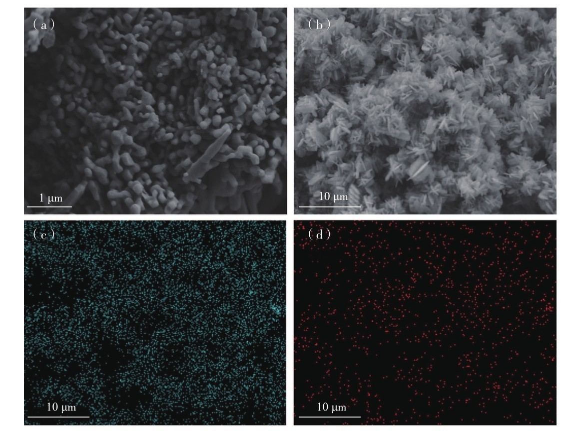 圖6 樣品S2的FE-SEM照片（a）和（b）為樣品S2在不同放大倍率下的SEM照片；（c）B元素（藍(lán)色）在圖（b）區(qū)域中的分布；（d） Mg元素（紅色）在圖（b）區(qū)域中的分布Fig. 6 FE-SEM images of sample S2. (a) and (b) are SEM images of sample S2 at different magnifications, (c) is the distribution of boron (blue dots) in the area of figure (b), (d) is magnesium (red dots) distribution in the area of figure (b).