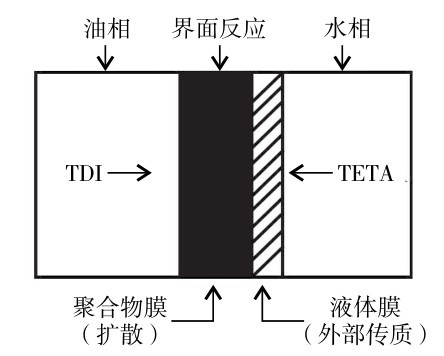 圖1 聚脲微膠囊界面反應(yīng)模型Fig. 1 Interface reaction model of PUA microcapsule.